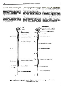 Inimese anatoomia atlas. Köide 3. Neuroloogia. Esteesiaoloogia